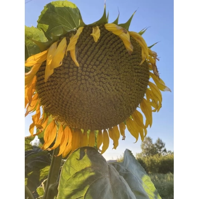 Соняшник на полі - СИНТЕЗ