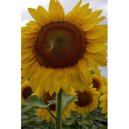 Sunflower in field - SLASTENA