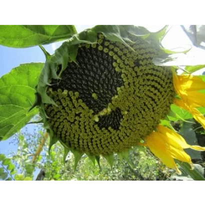 Соняшник на полі, сорт СМ 64 А