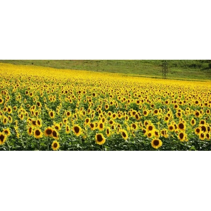 Field of sunflowers SML 379