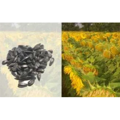 Кучка чёрных семян подсолнечника на светлом фоне - Соларни КС