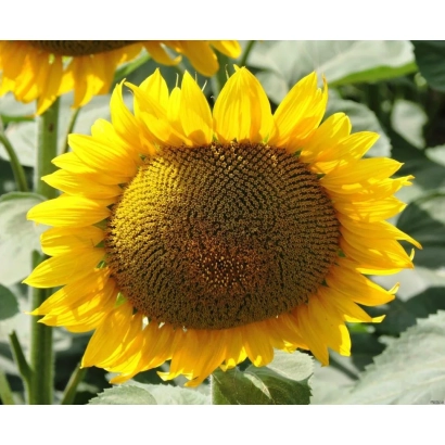 Yellow sunflower with green leaves in background - Solexis