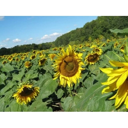 Поле подсолнечника - Шолоховский