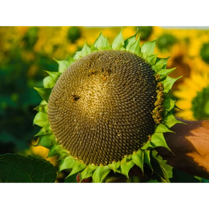 Солнцецветущий подсолнух на поле - Солтан