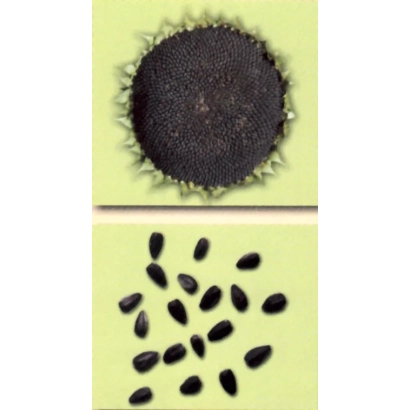 Насіння соняшнику сорту Сорес СТ на світло-зеленому фоні