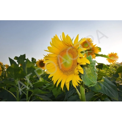 Поле соняшника на заході - Сотник