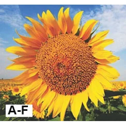 Соняшник на полі, сорт СПАЙСІ