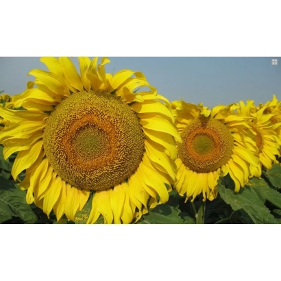 Спика | Спіка | Spika — соняшник на полі