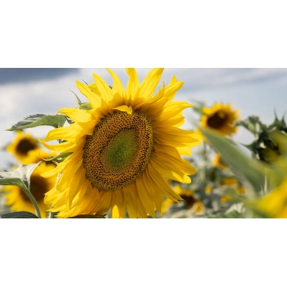 Поле соняшників на фоні неба - СПК ПЛЮС