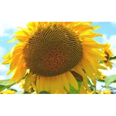 Соняшник на фоні неба - СР 01 МЖ