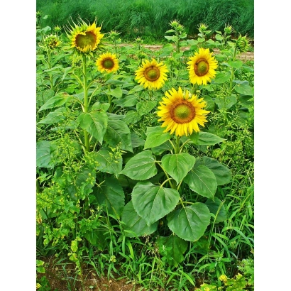 Поле з соняшником сорту СС 84