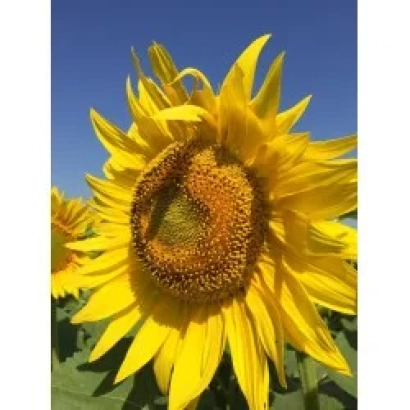 Соняцник на фоні блакитного неба, належить до категорії Підсонячник - ШТ 9093