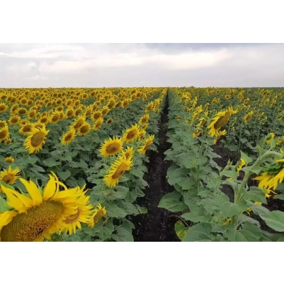 Поле подсолнечника Старобильский