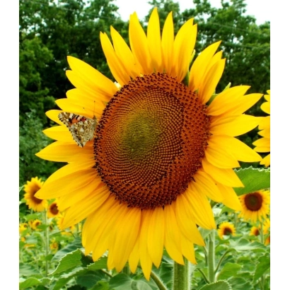 Соняцелист на тлі соняшникового поля - СТЕПОВИЙ 81