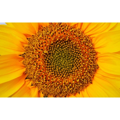 Макроснимок квітки соняшника без тексту - СУ РФ 49