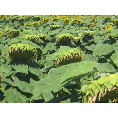 Поле подсолнечника Сучасник