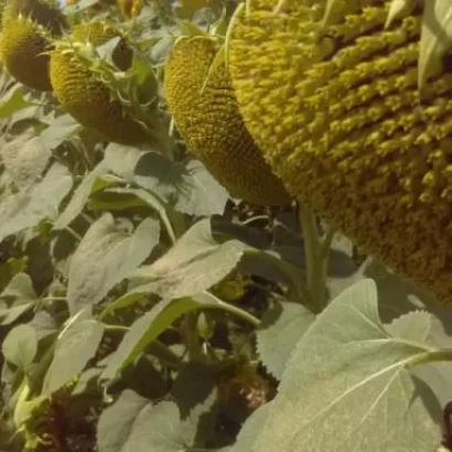 Поле соняшника - СУЛЬФОНОР