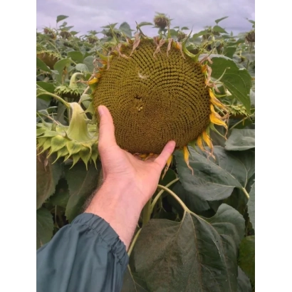 Рука тримає дозрілу головку соняшника на тлі поля - СУЛЬФОР
