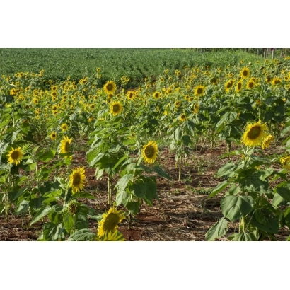 Поле с подсолнухами, сорт Сула