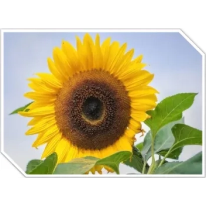 Солнечник на фоне неба - Сульфостар