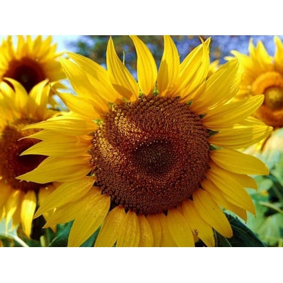 Соняшник на полі, підходить для категорії Соняшник - СУМАТРА