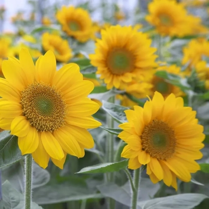 Поле подсолнухов без текста - Санрич