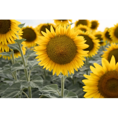 Поле соняшника з крупним планом квітки - Сурі