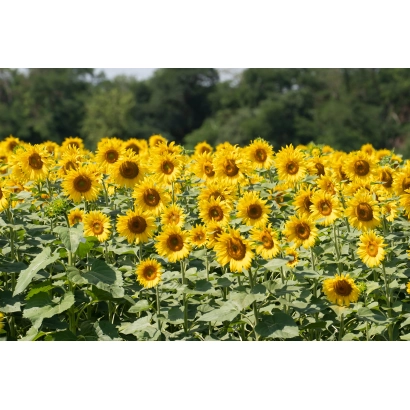 Field of sunflowers against a backdrop of trees - SURINAT