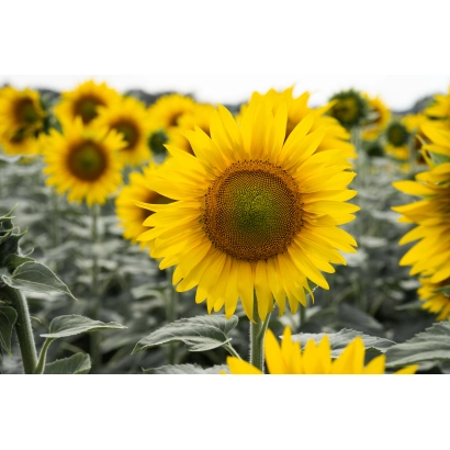 Поле соняшника з крупним планом квітки - СУРУС ОР