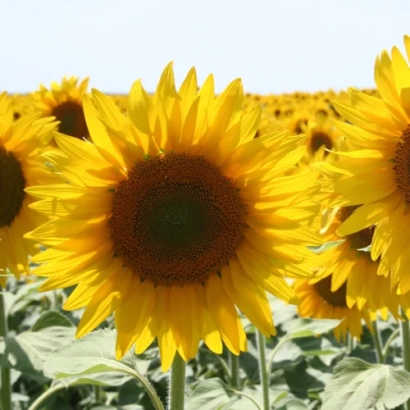 Поле подсолнухов - СУВЕКС