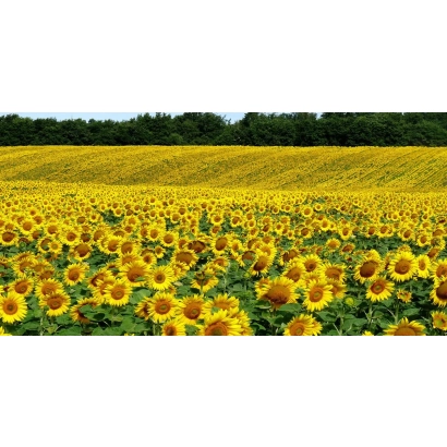 Поле подсолнечника на фоне леса - Сюжет