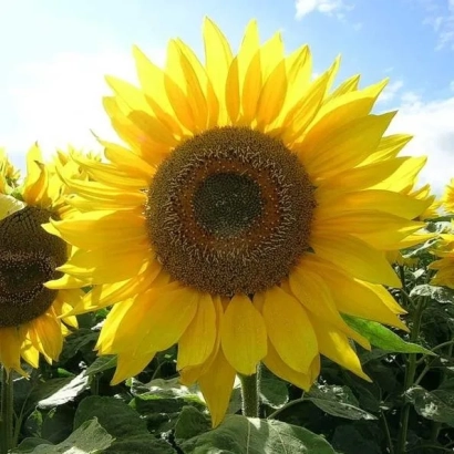 Солнцецветущий подсолнух на поле - СУЗУКА