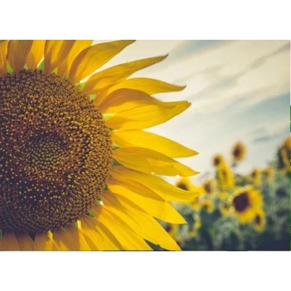 Сонячне поле з крупним планом підсонячника - СВІТЛАНА КЛП