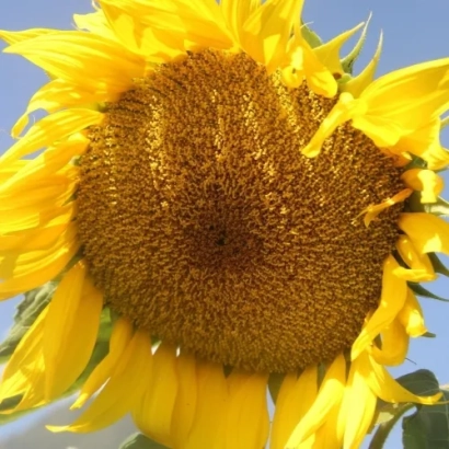 Соняцник на фоні неба - СВІТЛАНА ОР