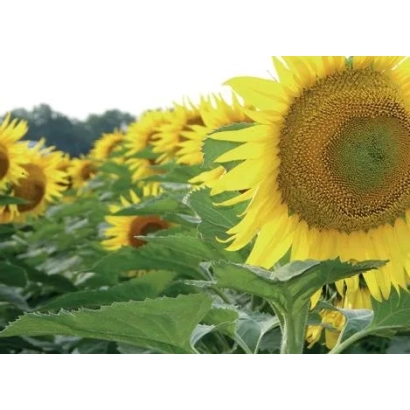 Поле соняшника на фоні неба - Світоч