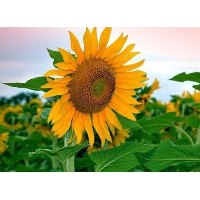 Сонячне поле з великим квітом підсонячника на фоні заходу - Світозар
