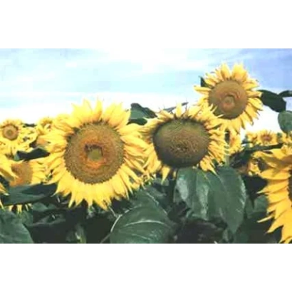 Sunflower flowers against a sky background - SVOTOCH