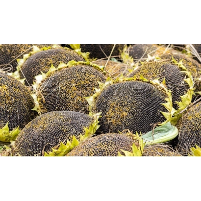 Sunflower heads on the ground - SY Edison