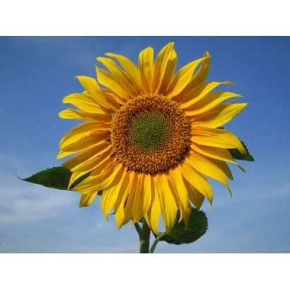 Солнцецвет на синем небе - СИ Фламенко