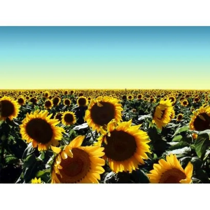 Поле подсолнечника - СИ НЕКСУС КЛП