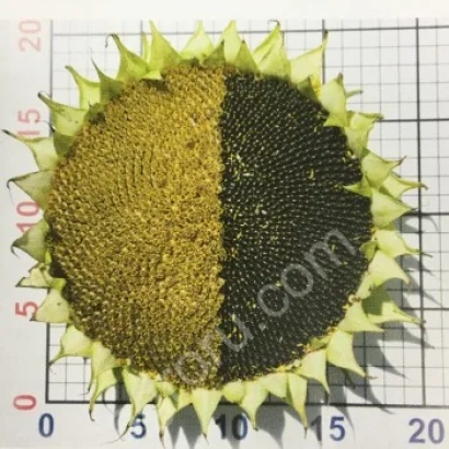 Насіння соняшнику в упаковці з сіткою - Т 0916 ЛГ