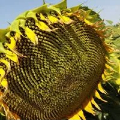 Соняцелист Т 1184 ХМ — детальне зображення головки соняшника на фоні неба