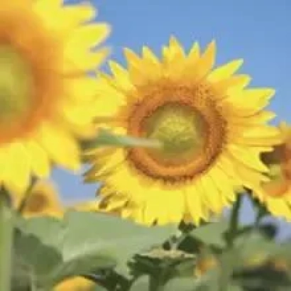 Сонячні квіти соняшника на тлі блакитного неба - ТАЛЬДА