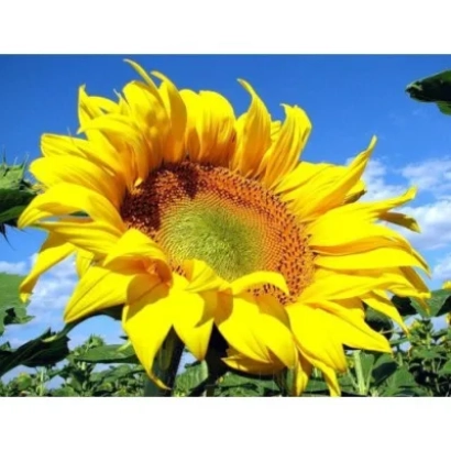 Sunflower against a blue sky - Talmaz