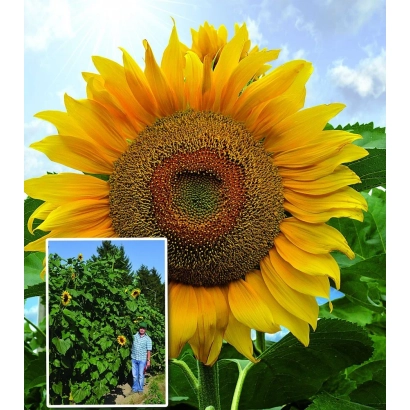 Крупный план цветка подсолнечника на фоне неба - Тархан