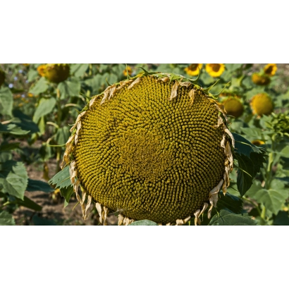 Созревший подсолнечник на поле - Тенет