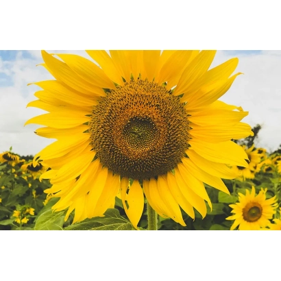 Соняшник на полі, відповідає категорії Підсоняшник - ТЕРАДА