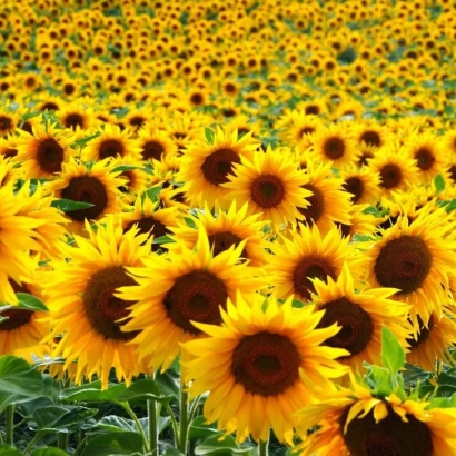 Поле соняшника - ТГР 21