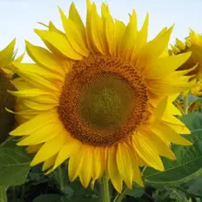 Соняцникове поле - ТІАЛОН