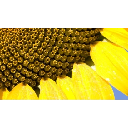 Sunflower close-up - Tibo
